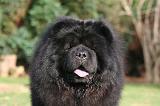 CHOW CHOW 798